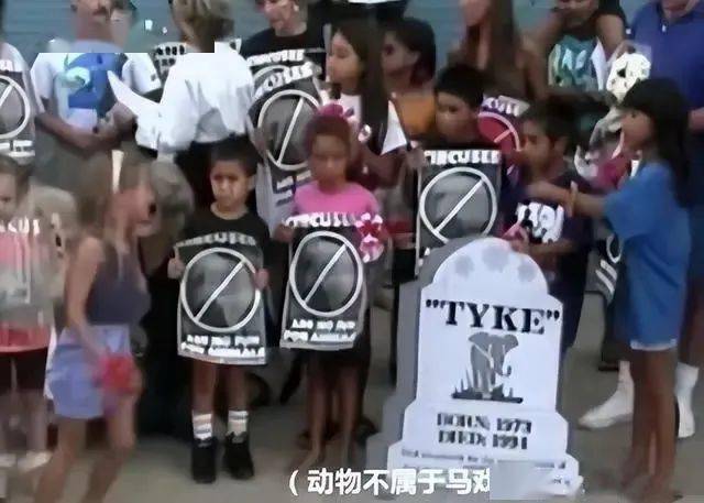 这只矮脚老虎火了，胖成气球好好笑？其实它很可怜！
