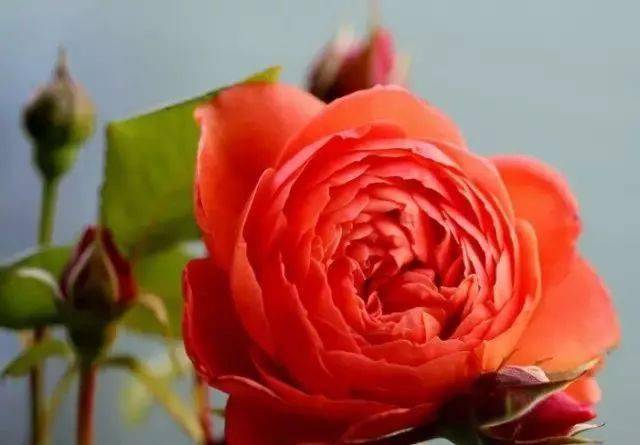 100种·玫瑰品种图鉴大全，认识超过10种以上可以当“花痴”了！