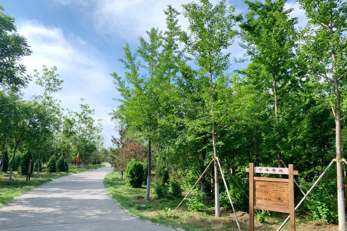 千年秀林示范区夏日美景速览