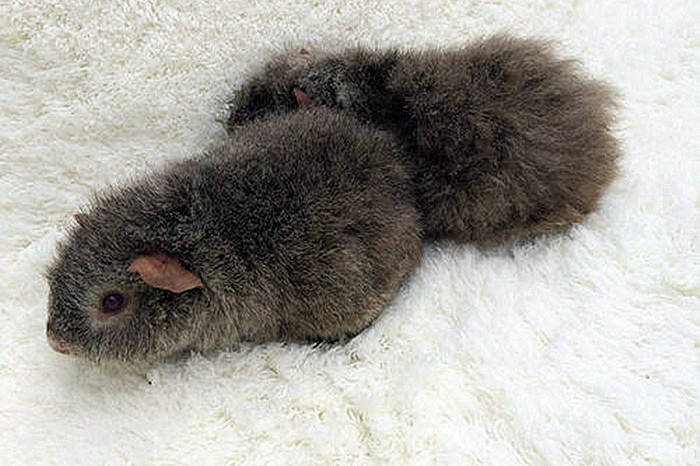 这只泰迪荷兰鼠养的还阔以萌萌哒的荷兰猪