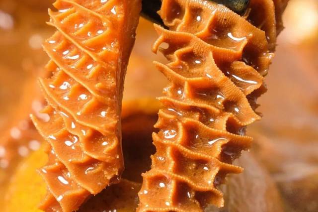 陈皮味"牛杂煲",12种金牌牛料!广佛人都慕名而来!