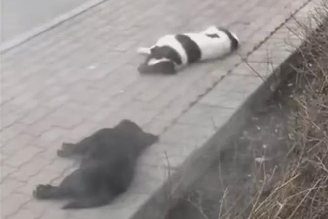 三只狗“冻死”在街头，准备给它们收尸的时候…噗哈哈哈！_网友