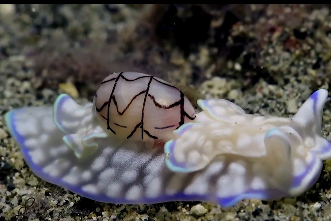少见的海蜗牛长得很惊艳