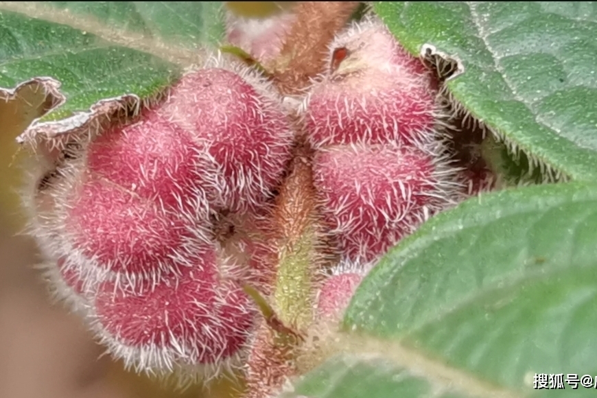 这种挂果很特别果子长毛的植物叫毛果算盘子认识一下吧