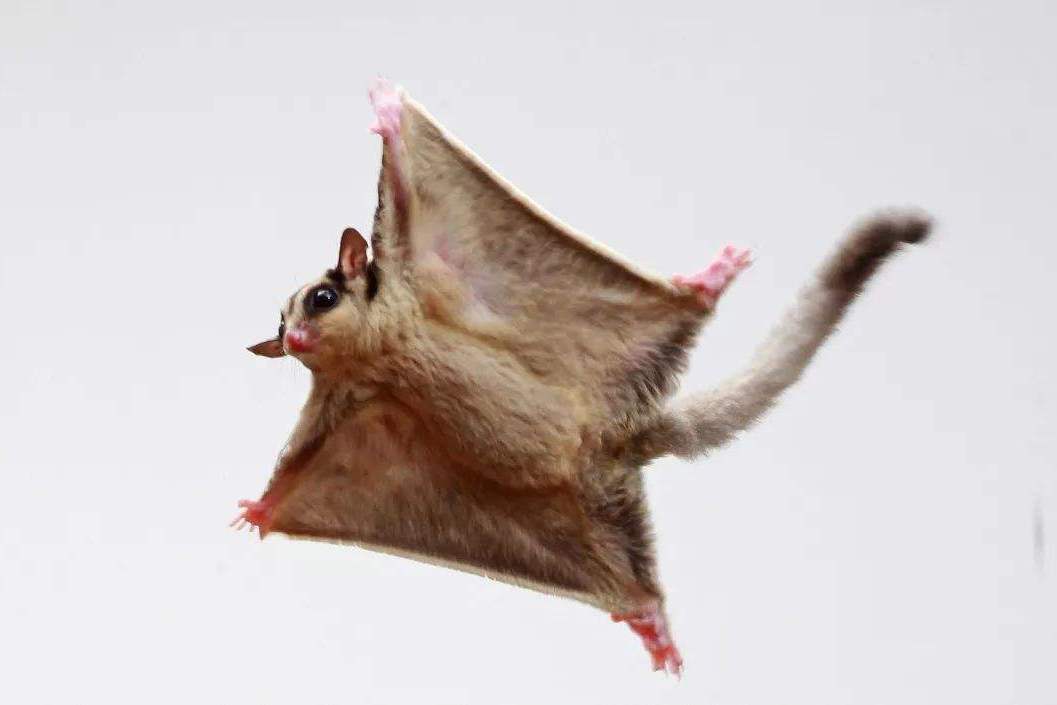 蜜袋鼯变身王牌飞行员网友这才是翼装飞行