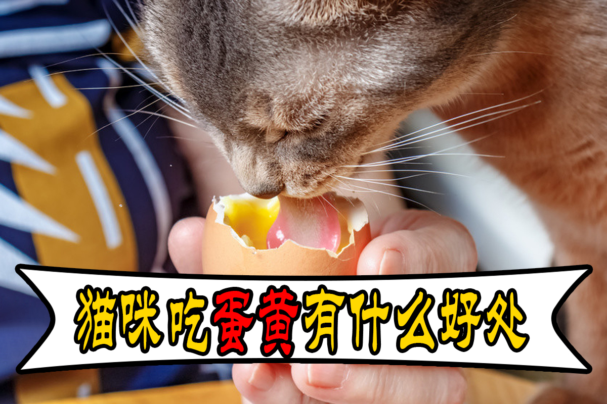 猫能吃蛋黄吗