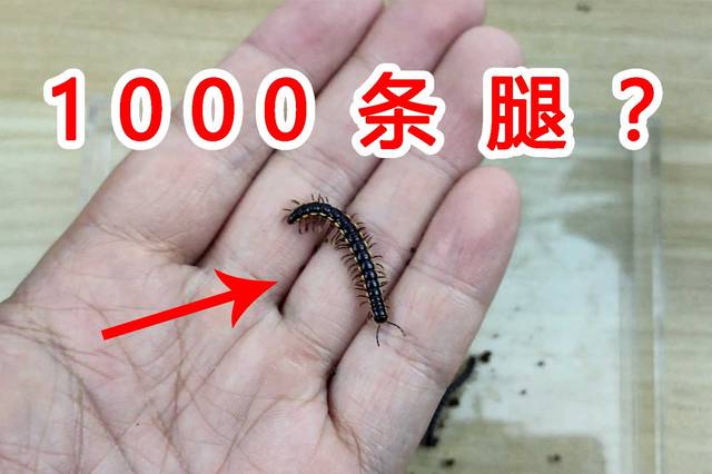 长了1000条腿的虫子?它的脚比蜈蚣还多!