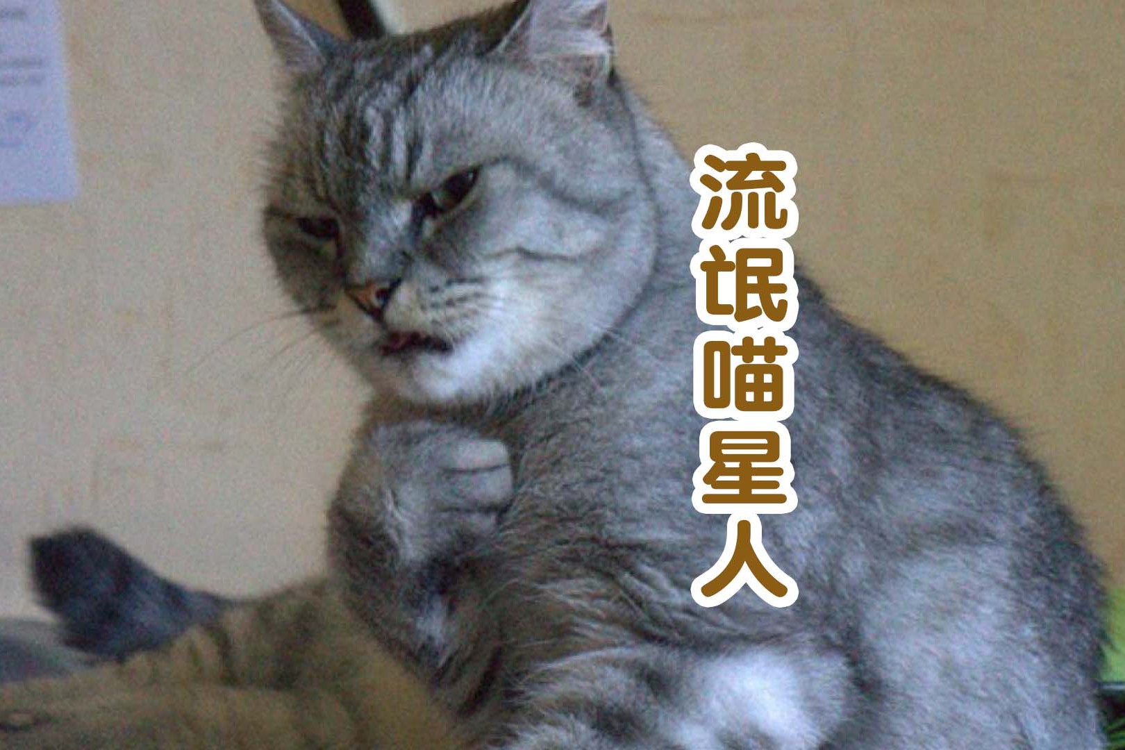男主人的短裤被欠欠猫咪扒下来后猫咪我是流氓我怕谁