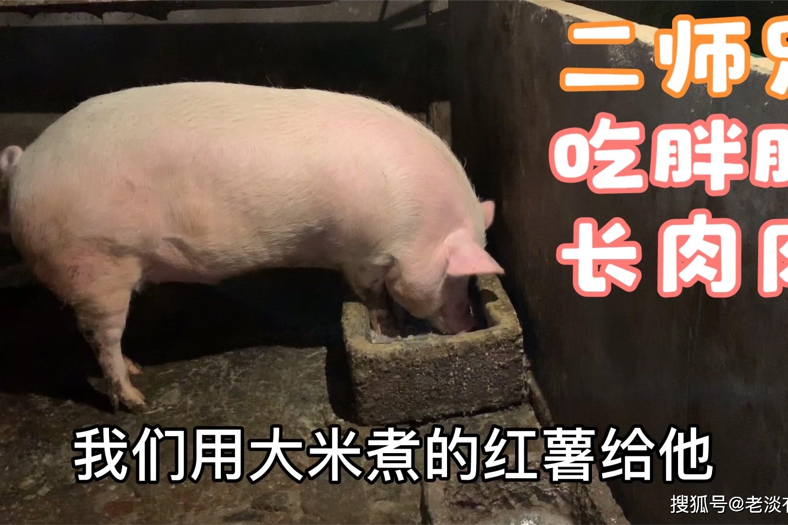 300多斤的猪长得太胖,猪腿支撑不了它的体重,一边吃食一边踢腿
