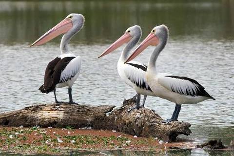 原创 鸟界嘴欠小能手:鹈鹕,靠着嘴大却干着缺心眼的事|了解鹈鹕生活