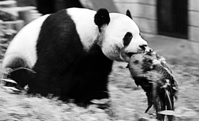 从凶猛的食铁兽到以卖萌为生的国宝,大熊猫到底经历了什么?