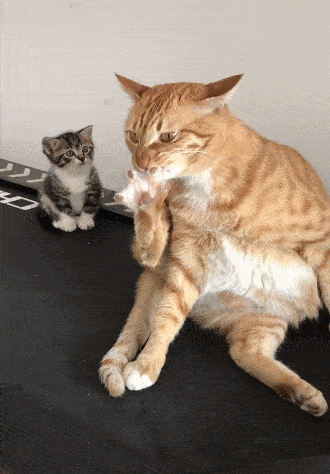 原创 橘猫秒变抠脚大叔,小猫伸手拦一下,画面温馨得让人羡慕!