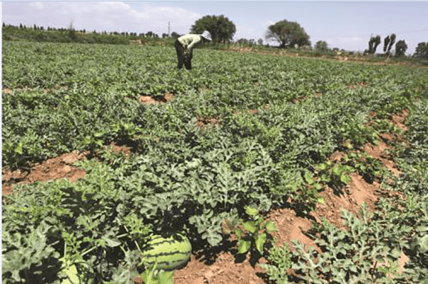 遂平石寨铺大张庄村:贫困户种西瓜"种出"甜蜜新生活