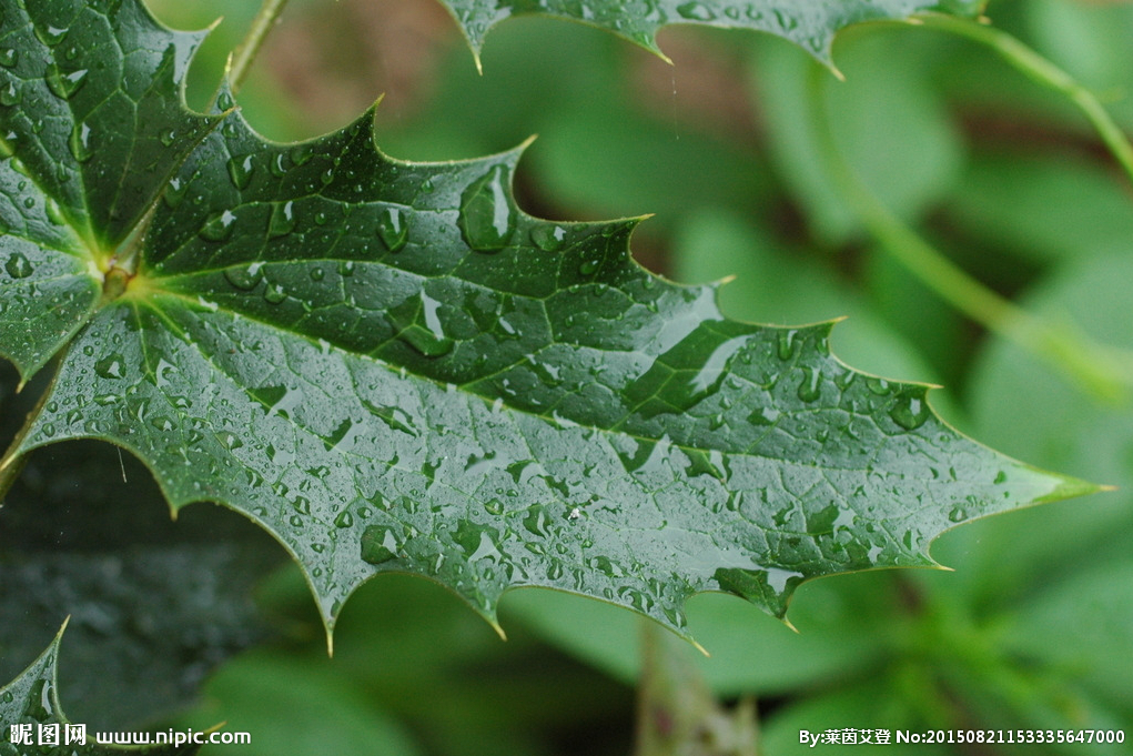农村这种野草,会开喇叭,根部珍贵能治白癜风