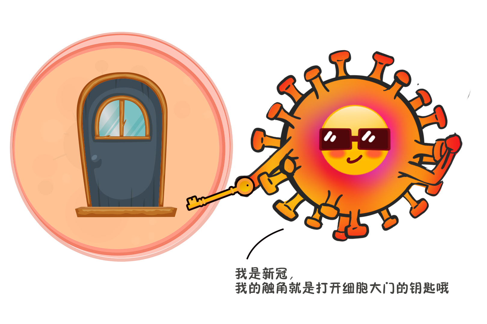 新冠病毒感染與免疫營養上