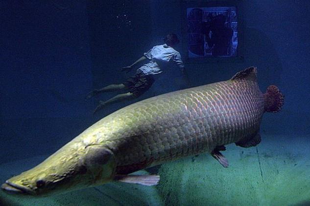 原创 巨骨舌鱼是世界上最大的淡水鱼之一