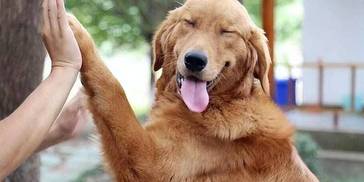 狗狗有这几种特征，那你很幸运，它是来“报恩”的！