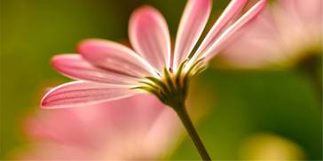 将来89天，四大生肖鸿运天降，财路畅通，财丰利厚