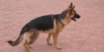 “德牧”的优缺点有哪些？看完再决定养不养！