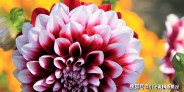 四大生肖早年不挣不抢，踏实努力，45岁后财路大开，富贵难挡