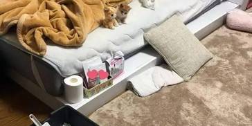 主人担心流浪小猫寂寞，给它个玩偶作伴，回来看见超可爱画面！