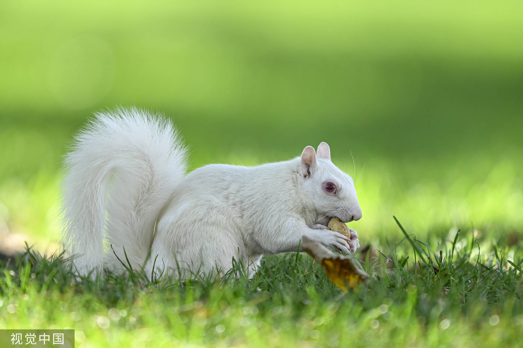 美国华盛顿特区发现罕见白化松鼠蹑手蹑脚觅食