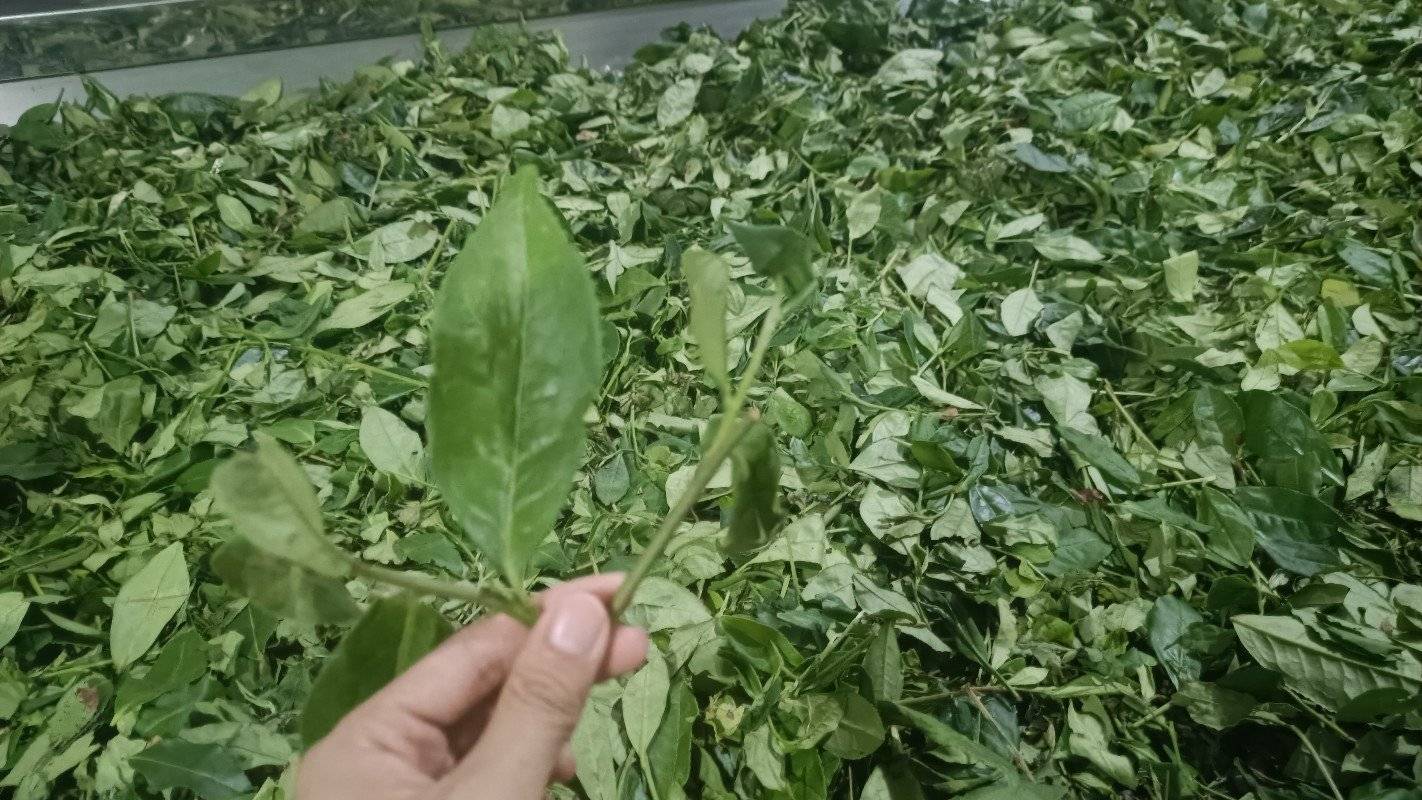 走进藏茶世界,体验种茶日常-搜狐大视野-搜狐新闻