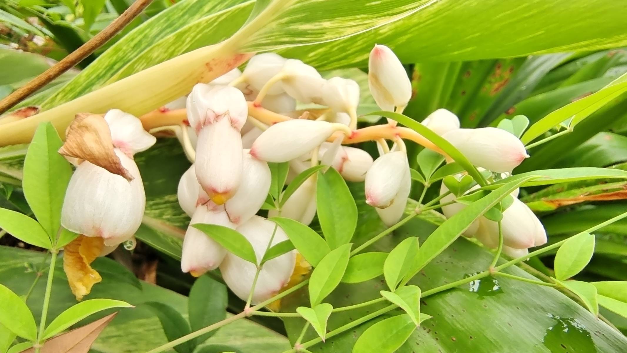 吉安随拍花花草草之花叶艳山姜