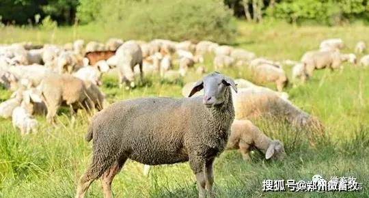 羊不同的叫声，代表了什么意思？-搜狐大视野-搜狐新闻