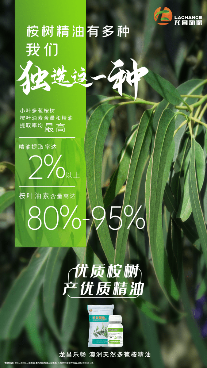 桉树精油有多种我们独选这一种