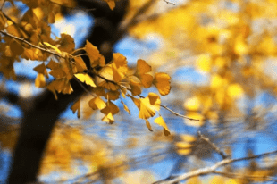 秋意起风微凉 全国入秋进程图出炉