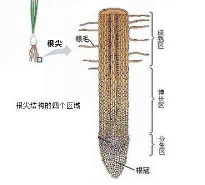 1)幼根的生長:分生區細胞的分裂增加數量和伸長區細胞的長大增大體積