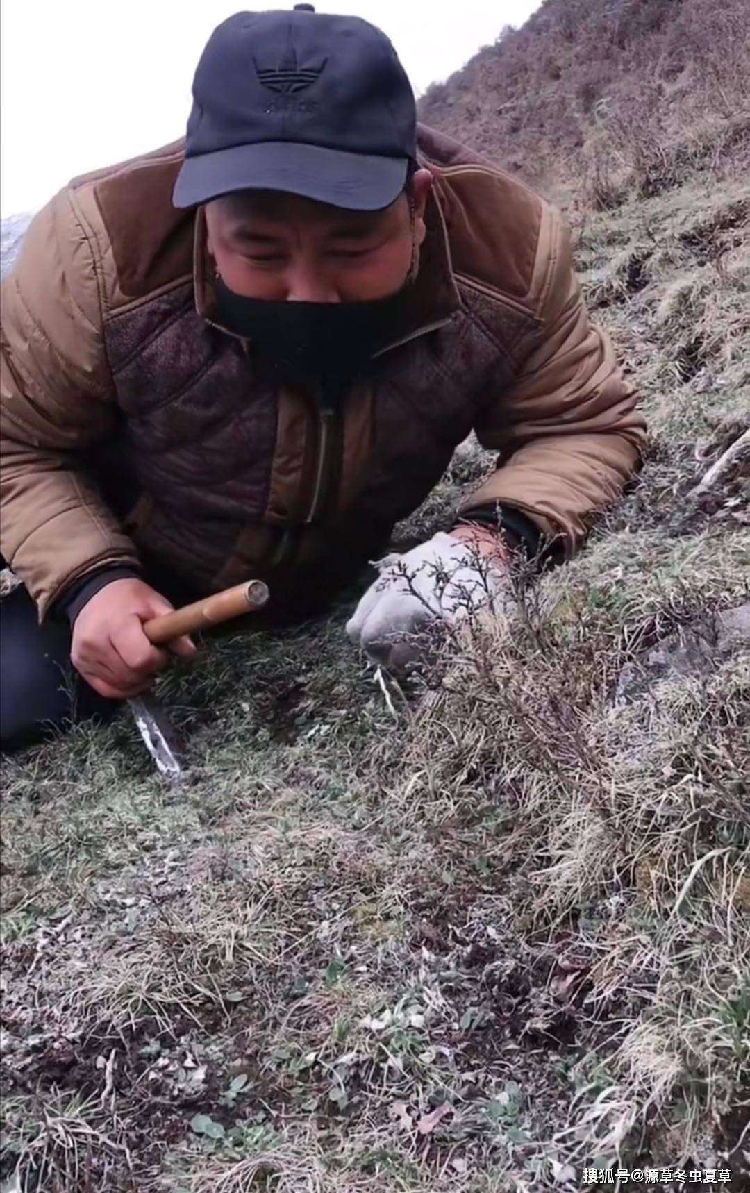 源草冬虫夏草青藏高原引来虫草采挖战役新鲜冬虫夏草产地与价格战