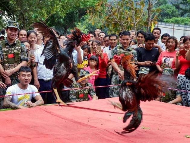 除了唱歌跳舞喝酒,傣族人最爱的娱乐活动是斗鸡