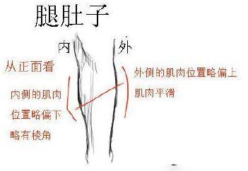 细致到腿部内侧的人物大腿画法你确定不来看看吗