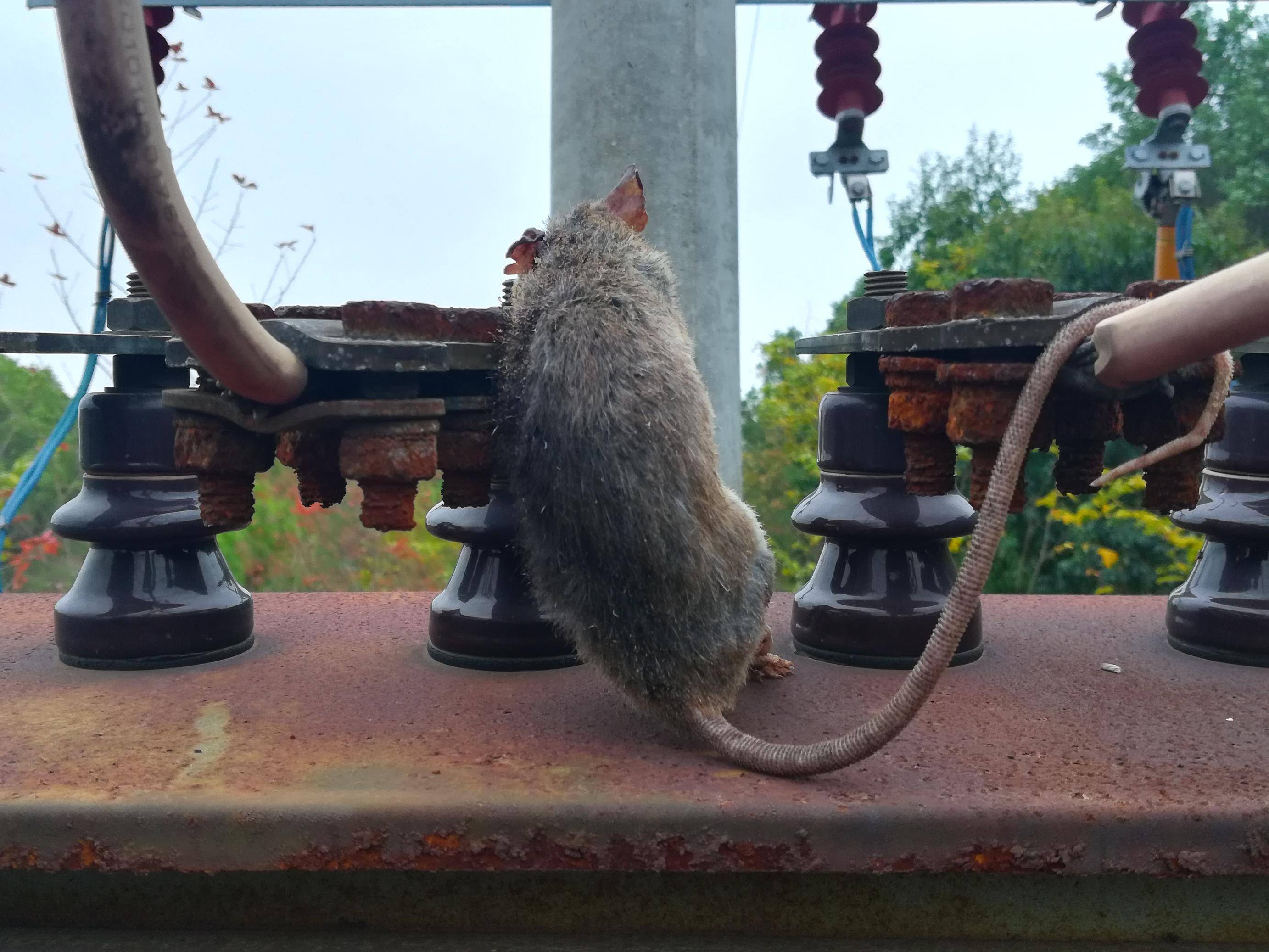 吉安县供电:一只老鼠引发的停电故障