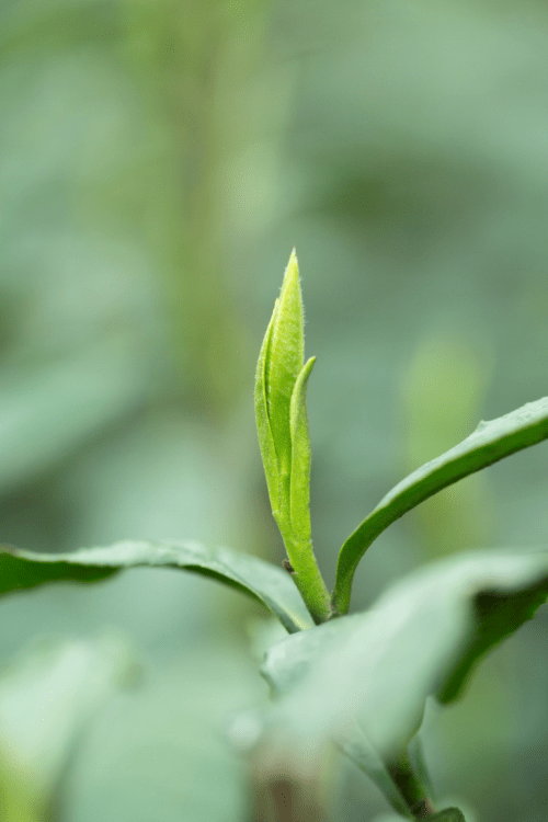 竹叶青茶一张经典的四川名片