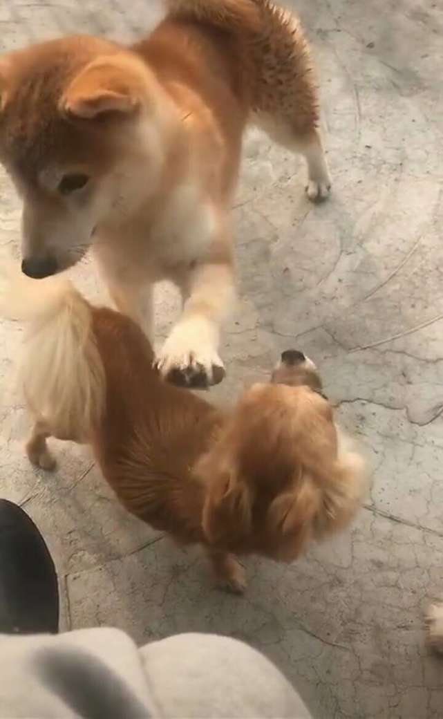 柴犬与吉娃娃玩耍,竟被打的无还击之力,网友:难道柴犬只会微笑_手机