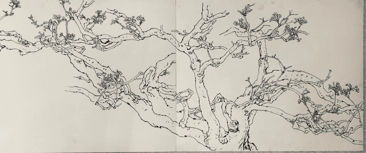 2020年国画大师赵建民千年梨树园写生的故事