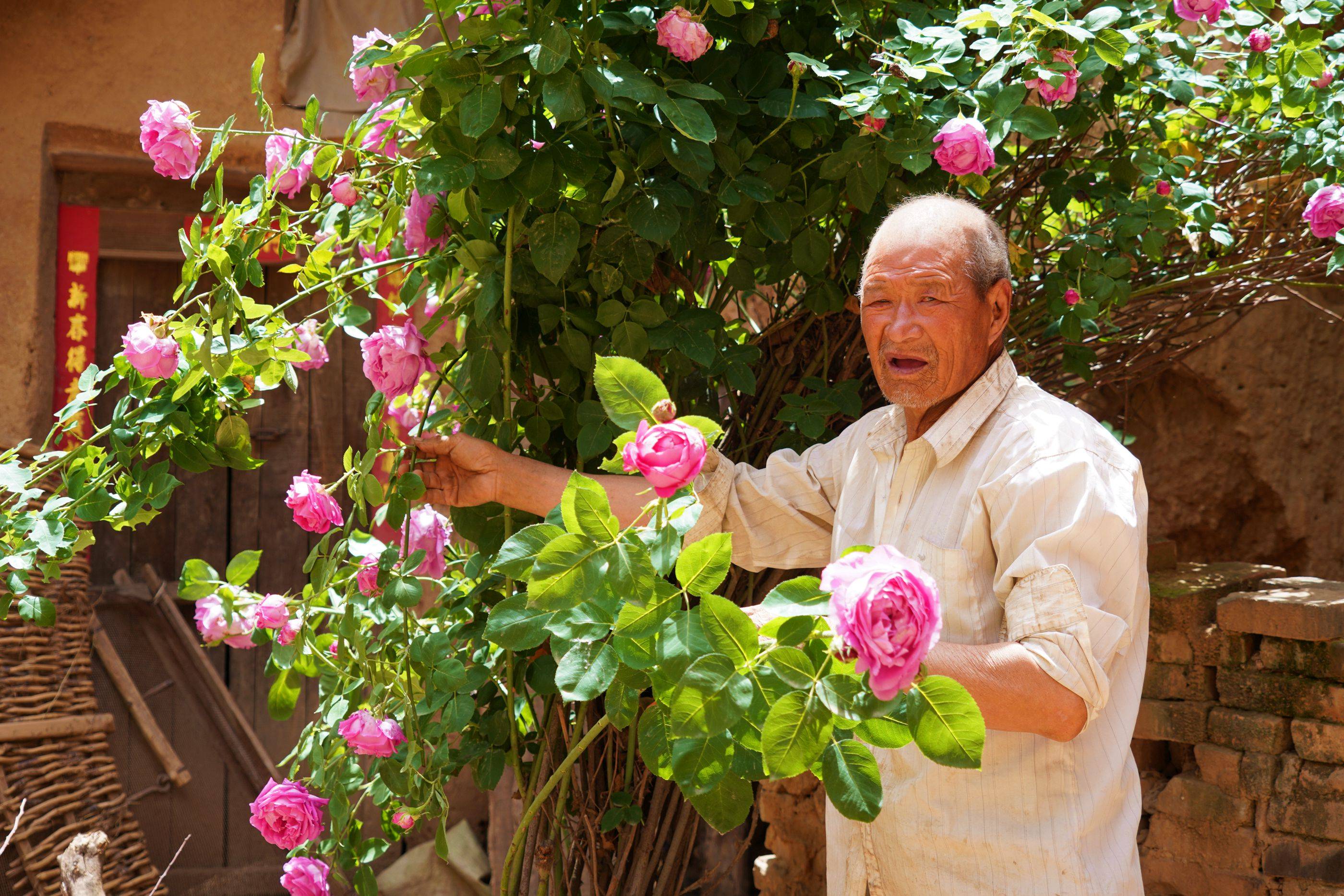 河南农村7旬老人家有百年"牡丹王",8万不卖,看看啥样