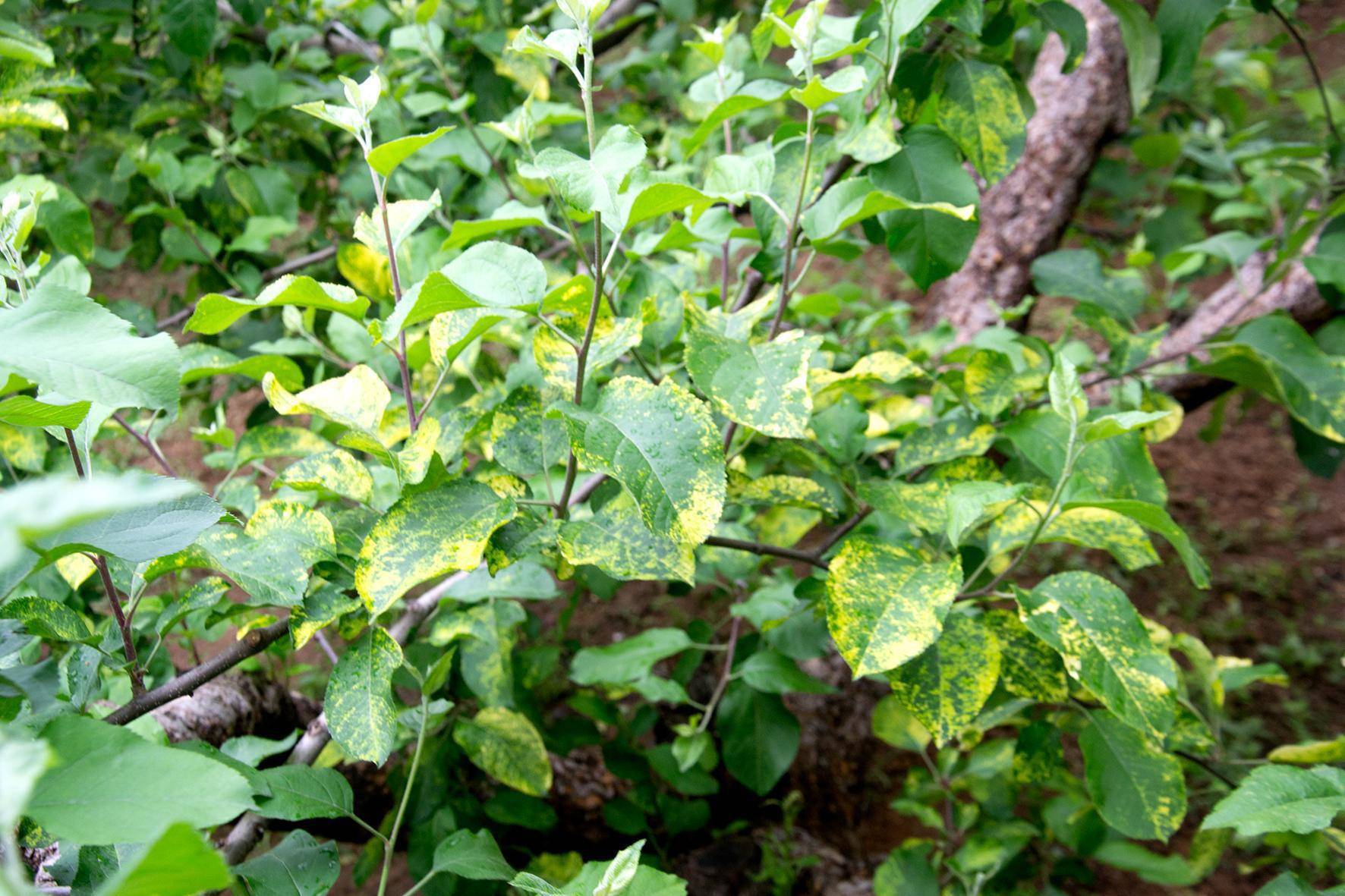 苹果树花叶病严重什么药管用?别搞错了,有效的是肥不是药