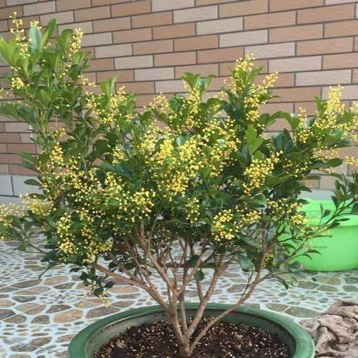 奶奶养的米兰花,一浇"特效水"就疯长,一次开花上千朵