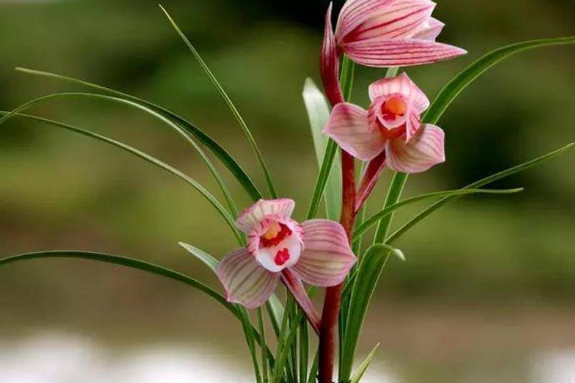 家里养3种"富贵花",开花富贵又吉祥,养一盆,招财纳福年年顺