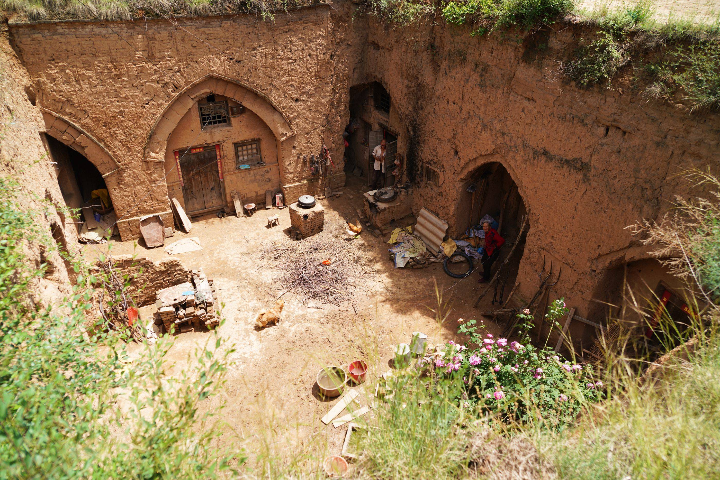 河南农村7旬老人家有百年"牡丹王",8万不卖,看看啥样_手机搜狐网