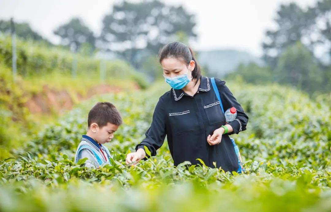 辞春迎夏采茶去，跟奇骏翻越茶山品香茗