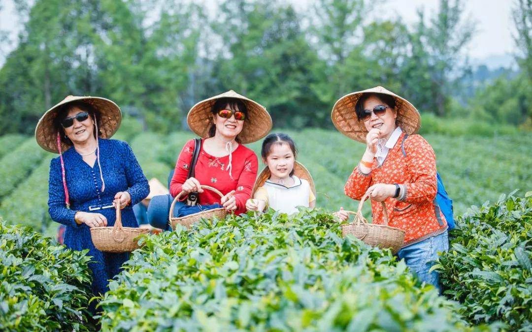 辞春迎夏采茶去，跟奇骏翻越茶山品香茗