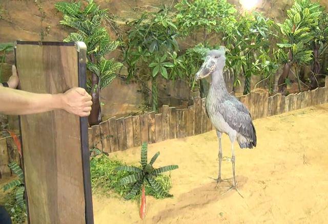 傻鸟一顿吃掉7000块,动物园怕被吃破产,决定糊弄糊弄它……_恐龙