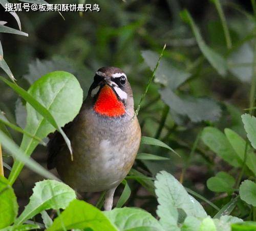 靛颏和大多数经典笼养鸟的饮食需求不太一样,对荤料需求非常高.