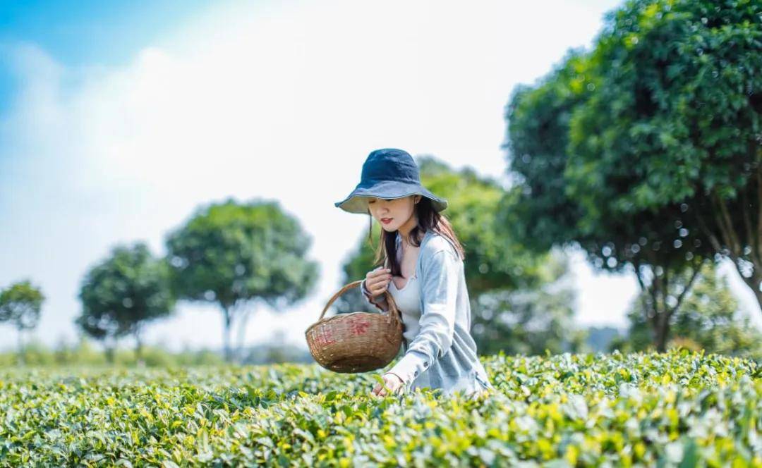 辞春迎夏采茶去，跟奇骏翻越茶山品香茗