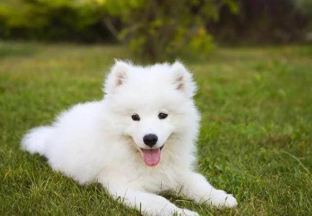 家养宠物有哪些十大适合在家养的宠物你家养的是什么宠物